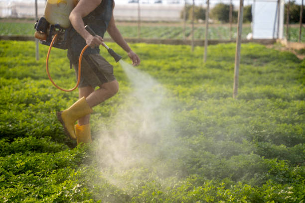 Wasp Removal Services in Augusta, KY