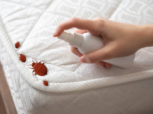Best Termite Control Services  in Augusta, KY